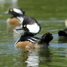 Lophodytes cucullatus