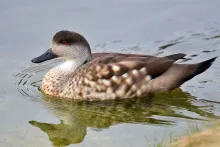 Anas specularioides specularioides