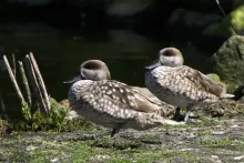 Marbled Teal (Marmaronetta angustirostris)