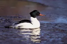 Mergus merganser