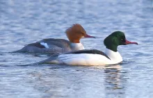 Mergus merganser