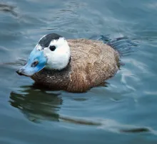 Oxyura leucocephala