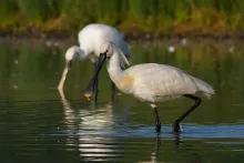 Platalea leucorodia