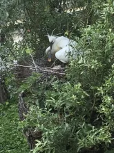 Platalea leucorodia