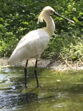 Platalea leucorodia