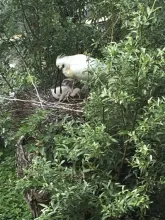 Platalea leucorodia