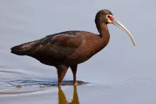 Plegadis chihi (Adult)