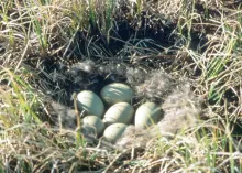 Somateria fischeri (Nest of a spectacled eider)