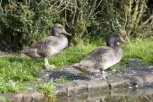 Stictonetta naevosa (female and male)