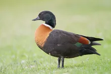 Tadorna tadornoides (Male)