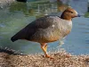 Ruddy-headed Goose (Chloephaga rubridiceps)